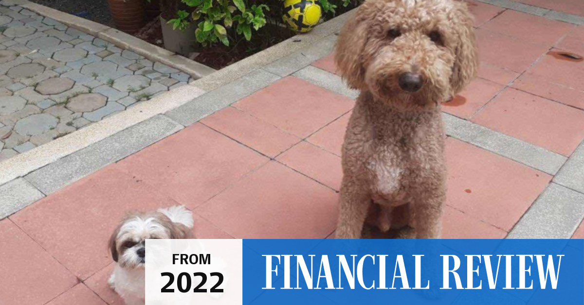 Pet quarantine What it costs to move your pet between countries